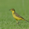 Eastern_Yellow_Wagtail-240413-224MSDCF-FYP00030-W.jpg