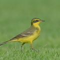 Eastern_Yellow_Wagtail-240413-224MSDCF-FYP00717-W.jpg