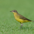 Eastern_Yellow_Wagtail-240413-224MSDCF-FYP01124-W.jpg