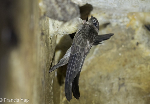 Edible-nest Swiftlet