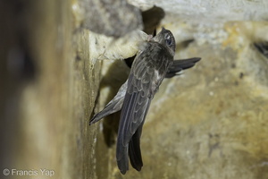 Edible-nest Swiftlet-140422-115EOS1D-FY1X7055-W.jpg