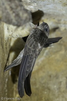 Edible-nest Swiftlet-140422-115EOS1D-FY1X7058-W.jpg