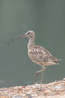 Eurasian Curlew-150930-103EOS7D-FY7D1706-W.jpg