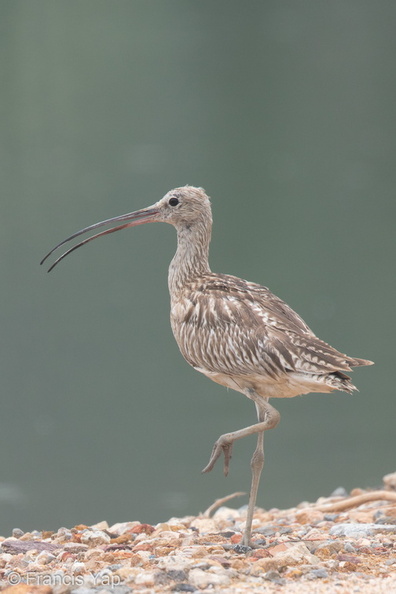 Eurasian_Curlew-150930-103EOS7D-FY7D1706-W.jpg