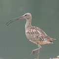 Eurasian_Curlew-150930-103EOS7D-FY7D1706-W.jpg