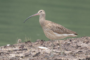 Eurasian Curlew-160901-104EOS7D-FY7D0128-W.jpg