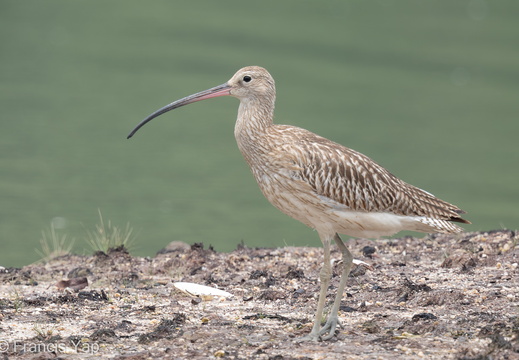 Eurasian Curlew