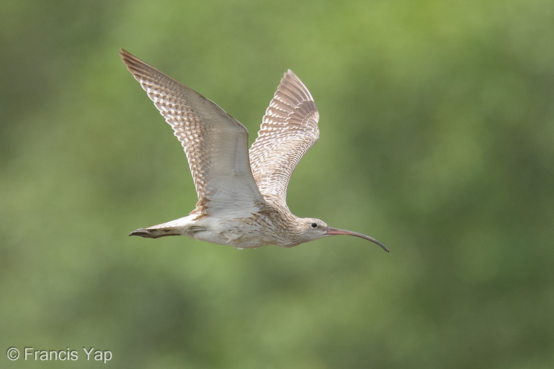 Eurasian_Curlew-251127-136FRYAP-FYA04262-W.jpg