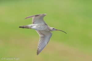 Eurasian Curlew-251127-136FRYAP-FYA04276-W.jpg