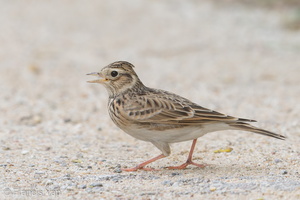 Eurasian Skylark-181112-113ND500-FYP_5015-W.jpg