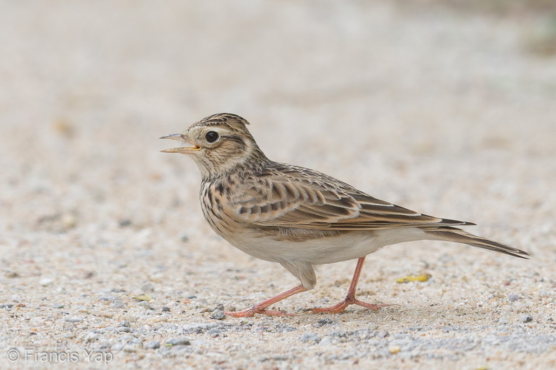 Eurasian_Skylark-181112-113ND500-FYP_5015-W.jpg