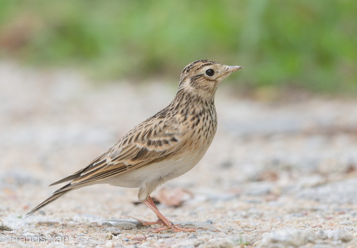 Eurasian Skylark