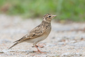 Eurasian Skylark-181112-113ND500-FYP_5434-W.jpg