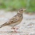 Eurasian_Skylark-181112-113ND500-FYP_5434-W.jpg