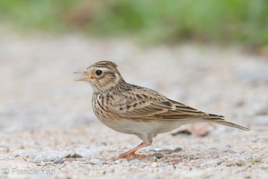 Eurasian Skylark-181112-113ND500-FYP_5536-W.jpg