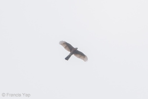 Eurasian Sparrowhawk-171126-106ND500-FYP_0199-W.jpg