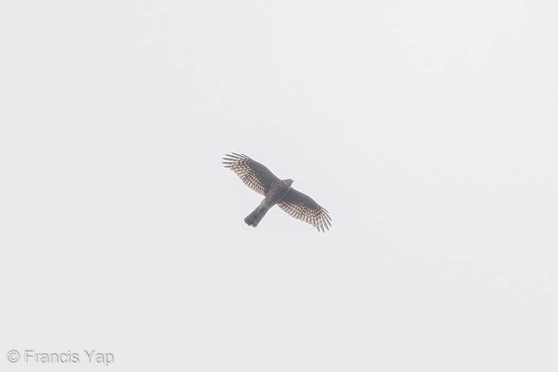 Eurasian_Sparrowhawk-171126-106ND500-FYP_0199-W.jpg