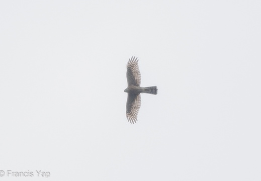 Eurasian Sparrowhawk