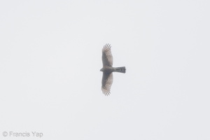 Eurasian Sparrowhawk-171126-106ND500-FYP_0217-W.jpg