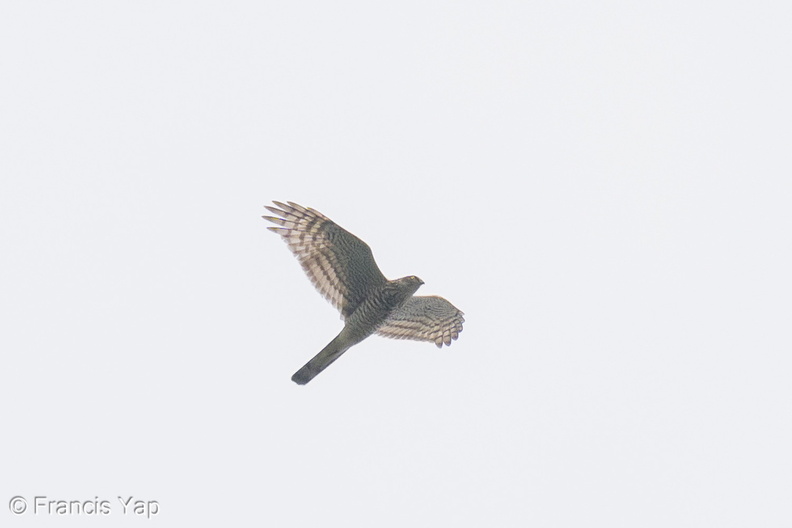 Eurasian_Sparrowhawk-241107-251MSDCF-FYP00529-W.jpg