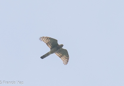 Eurasian Sparrowhawk