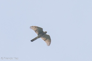 Eurasian Sparrowhawk-241107-251MSDCF-FYP00548-W.jpg