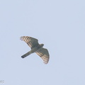 Eurasian_Sparrowhawk-241107-251MSDCF-FYP00548-W.jpg