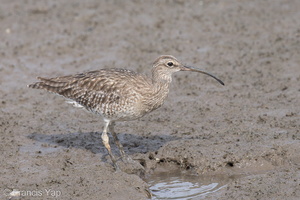 Eurasian Whimbrel-121019-102EOS1D-FY1X8237-W.jpg