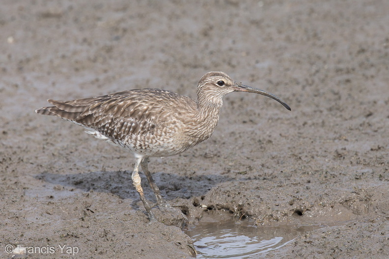 Eurasian_Whimbrel-121019-102EOS1D-FY1X8237-W.jpg