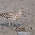 Eurasian_Whimbrel-121019-102EOS1D-FY1X8237-W.jpg