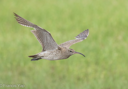 Eurasian Whimbrel