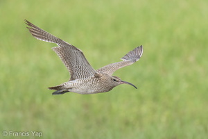 Eurasian Whimbrel-220910-153MSDCF-FYP06649-W.jpg