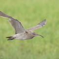 Eurasian_Whimbrel-220910-153MSDCF-FYP06649-W.jpg