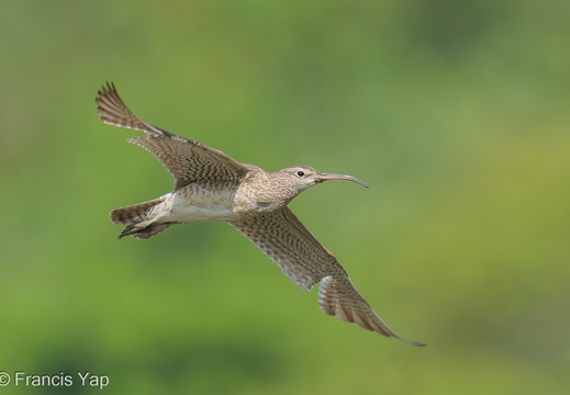 Eurasian Whimbrel - display this album Eurasian Whimbrel