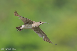 Eurasian Whimbrel-250925-124FRYAP-FYA02612-W