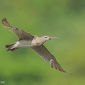 Eurasian_Whimbrel-250925-124FRYAP-FYA02612-W.jpg