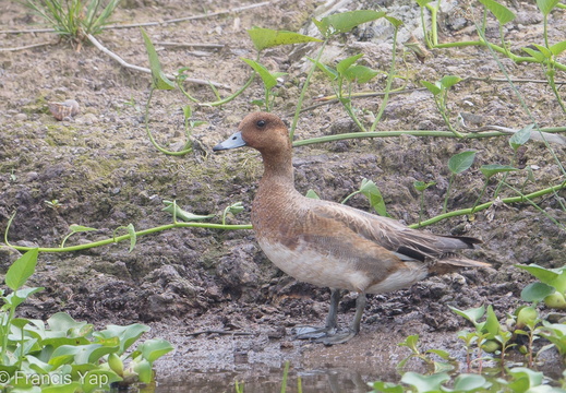 Eurasian Wigeon