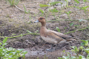 Eurasian Wigeon-181223-114ND500-FYP_4956-W.jpg