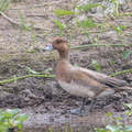 Eurasian_Wigeon-181223-114ND500-FYP_4956-W.jpg