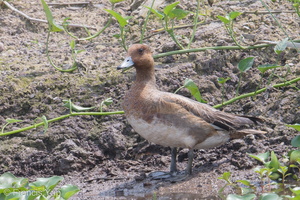 Eurasian Wigeon-181223-114ND500-FYP_5028-W.jpg