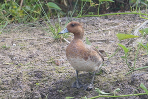 Eurasian Wigeon-181223-114ND500-FYP_5095-W.jpg