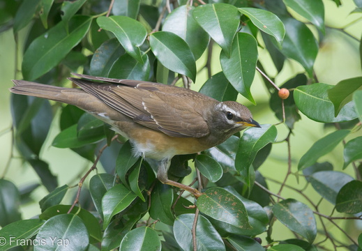 Eyebrowed Thrush