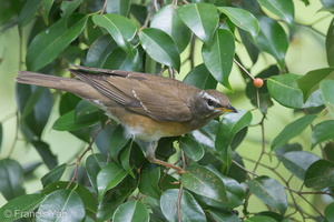 Eyebrowed Thrush-150104-119EOS1D-FY1X9084-W.jpg