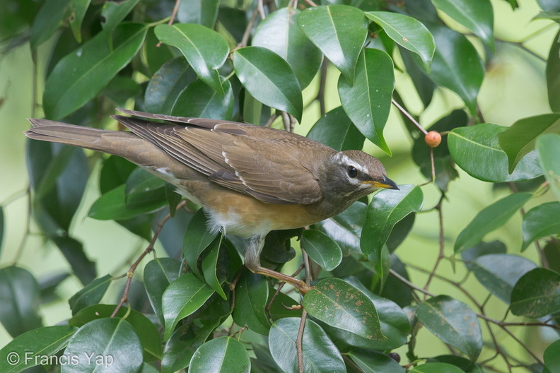 Eyebrowed_Thrush-150104-119EOS1D-FY1X9084-W.jpg