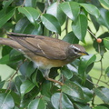 Eyebrowed_Thrush-150104-119EOS1D-FY1X9084-W.jpg