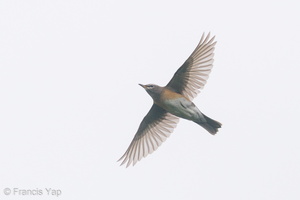 Eyebrowed Thrush-191213-107MSDCF-FYP04286-W.jpg