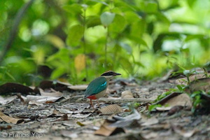 Fairy Pitta-191108-103MSDCF-FYP02732-W.jpg