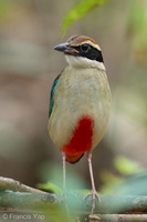 Fairy Pitta-191108-103MSDCF-FYP02971-W.jpg