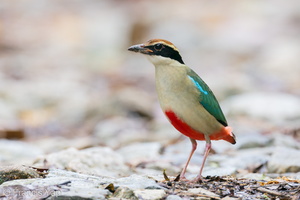 Fairy Pitta-191108-103MSDCF-FYP03337-W.jpg