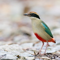 Fairy_Pitta-191108-103MSDCF-FYP03337-W.jpg